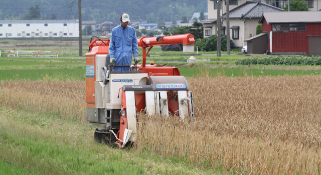 小麦刈り