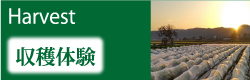 収穫体験
